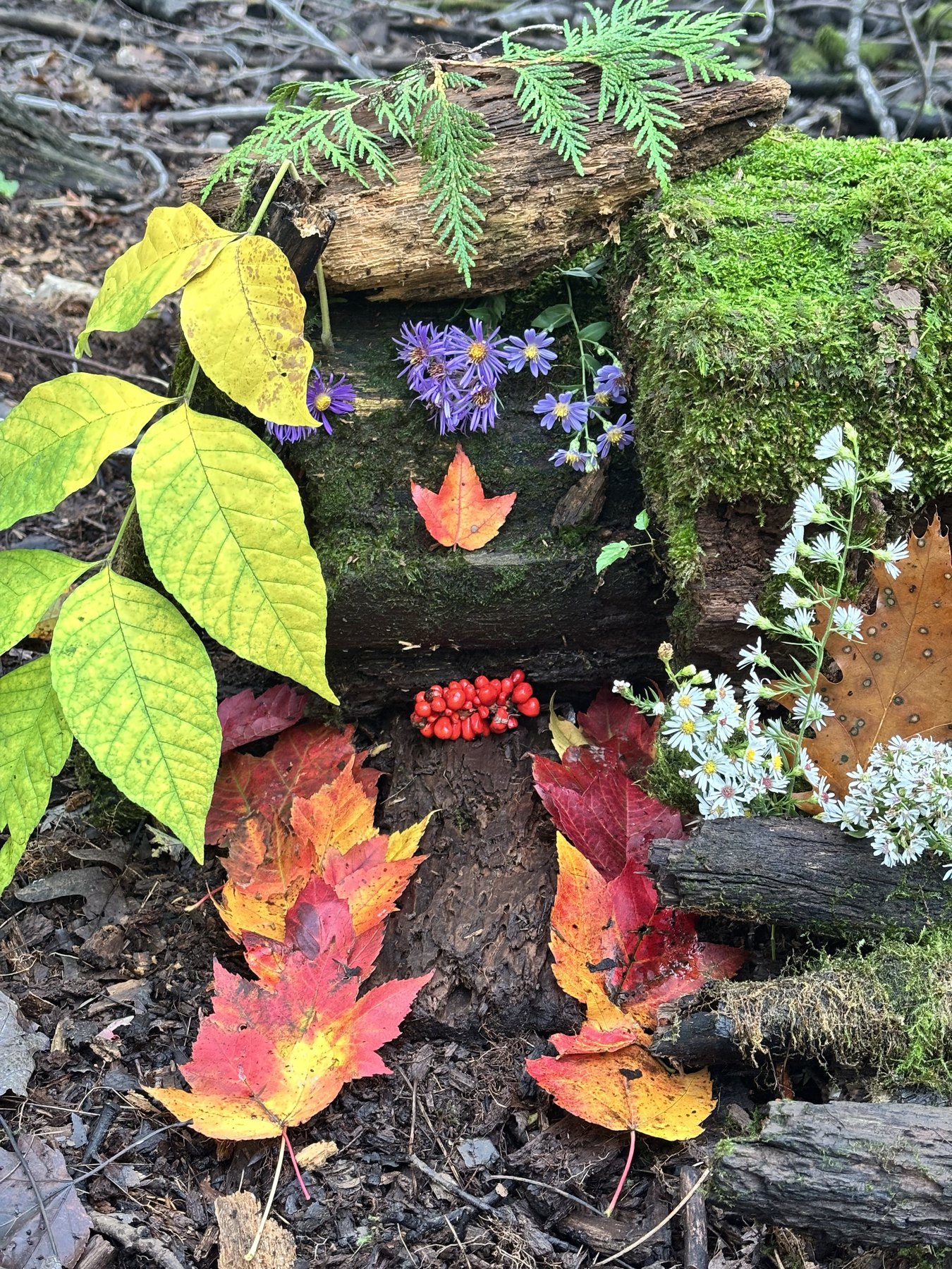 A handmade fairy house in the woods decorated with moss, purple and white flowers, red berries, and colorful autumn leaves